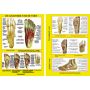 Poster de anatomie van de voet A4