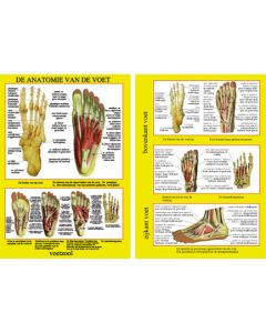 Poster de anatomie van de voet A4
