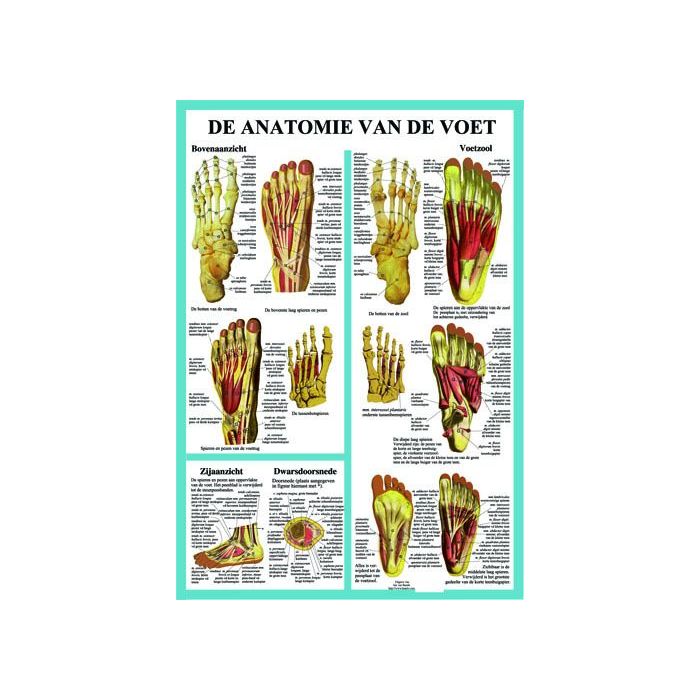 Poster De Anatomie van de Voet A2
