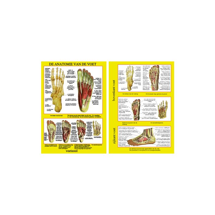 Poster de anatomie van de voet A4