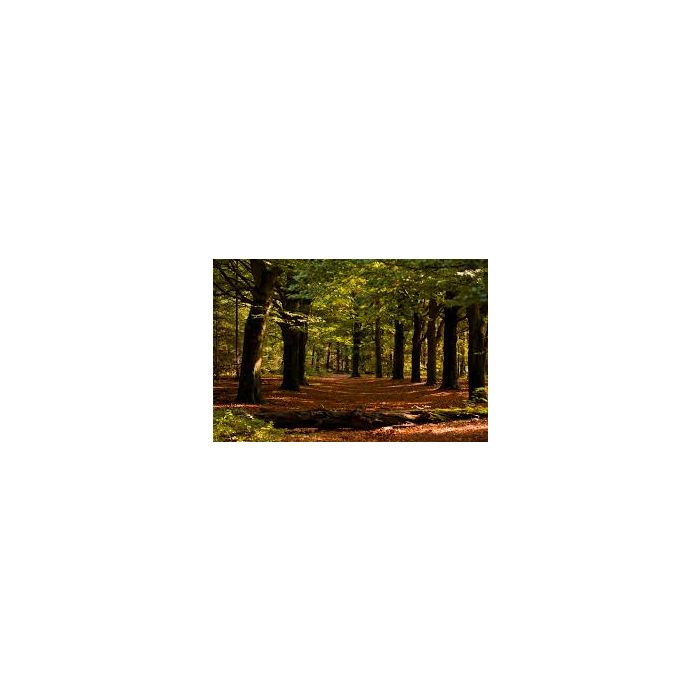 Volatile Boswandeling, 10ml