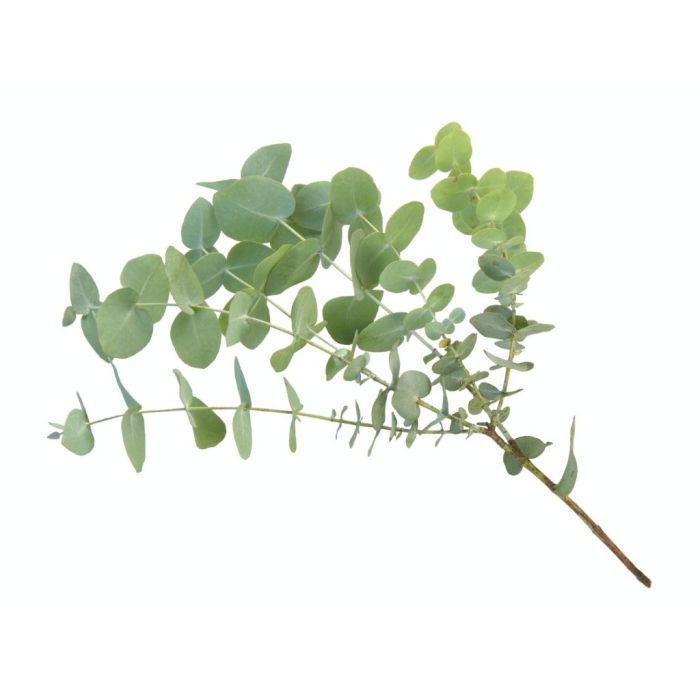 Volatile Eucalyptus, wild 100ml
