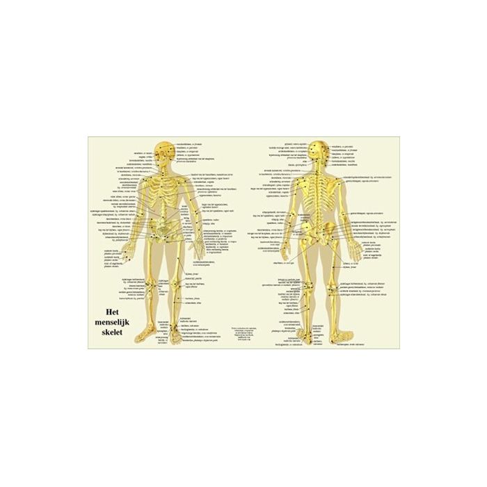 Poster Het menselijk skelet 60x42cm