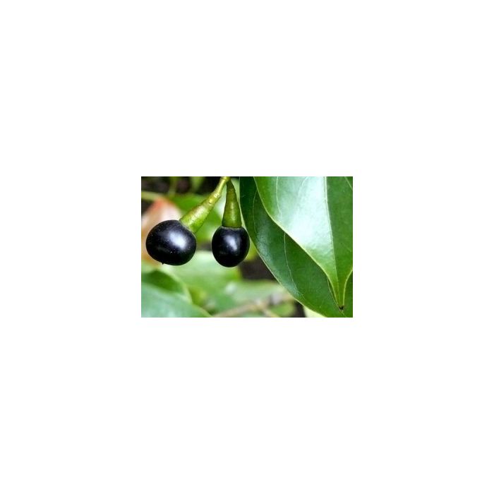 Volatile Kamfer 10ml