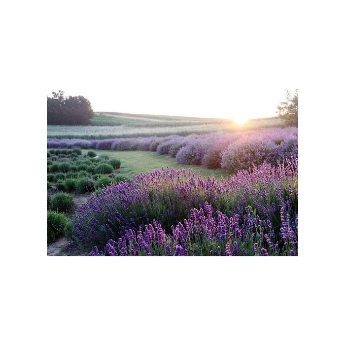 Volatile Lavendel Franse, 25ml