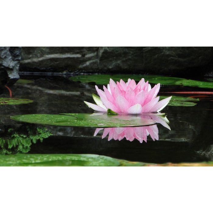 Volatile Lotus parfum, 10ml