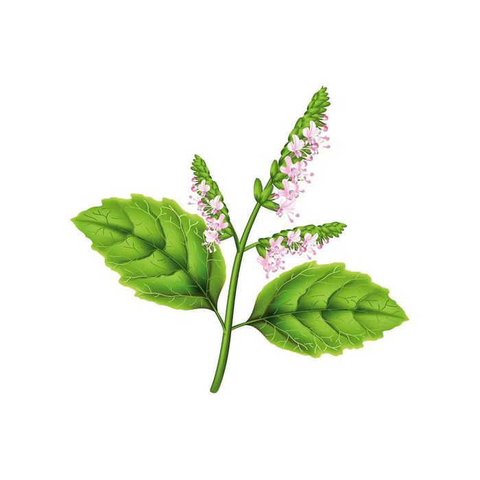 Volatile Patchouli, 10ml
