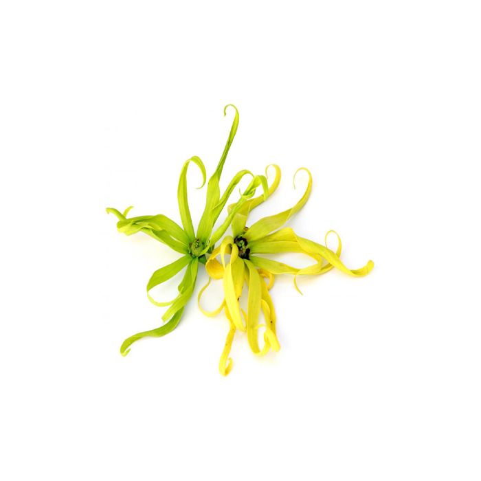 Volatile Ylang Ylang 25ml