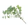 Volatile Eucalyptus, wild 25ml
