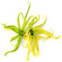 Volatile Ylang Ylang 25ml