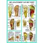 Poster De Anatomie van de Voet A2