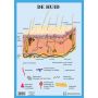 Poster De huid A3