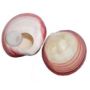Lava massage schelp, per stuk