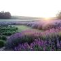 Volatile Lavendel Franse bio, 10ml