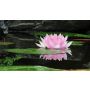 Volatile Lotus parfum, 10ml