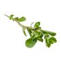 Volatile Marjolein, 10ml
