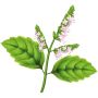 Volatile Patchouli, 10ml