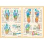 Poster Reflexzones van de hand en voet A2