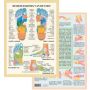 Poster De Reflexzones van de voet A4