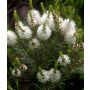 Volatile Tea tree bio, 10ml