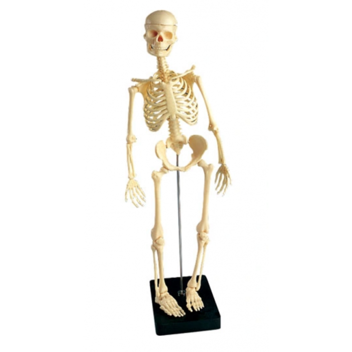 Mini-skelet, 41cm hoog