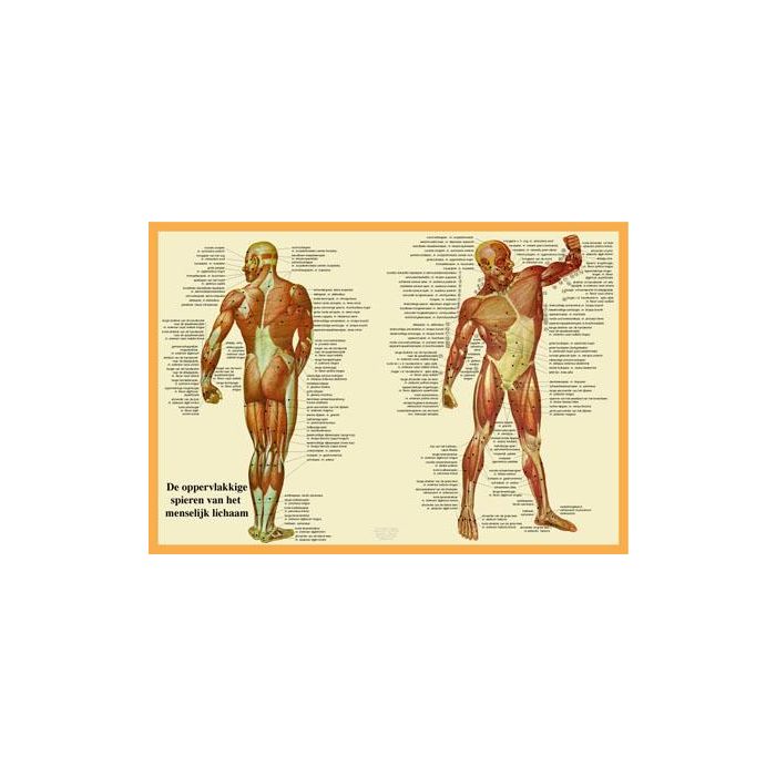 Poster De oppervlakkige spieren van het menselijk lichaam A2