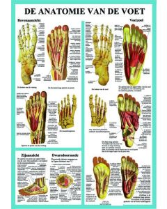 Poster De Anatomie van de Voet A2