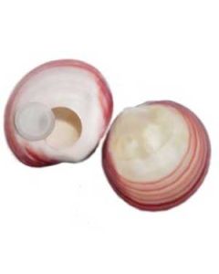 Lava massage schelp, per stuk